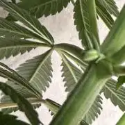 Zamnesia Landrace Pack - Lamb's Bread