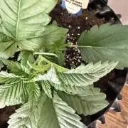 World of Seeds - Burger Kush EV