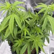 Zamnesia Landrace Pack - Afghani indoor