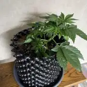 World of Seeds - Burger Kush EV