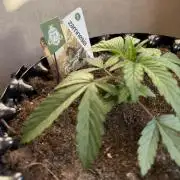 Zamnesia Landrace Pack - Lamb's Bread