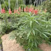 WoS - NL x Big Bud Early V. Outdoor 2026