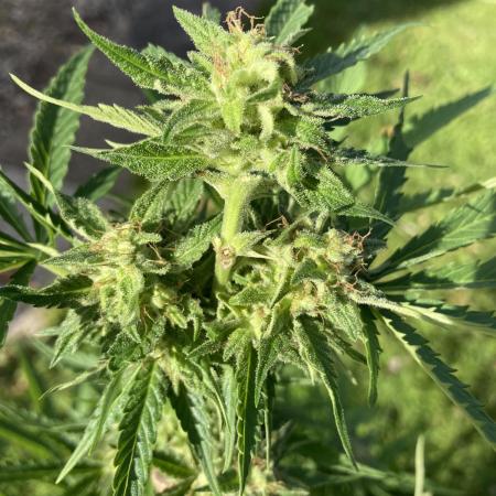 WhiteWidow auto Zamnesia Outdoor 2nd run