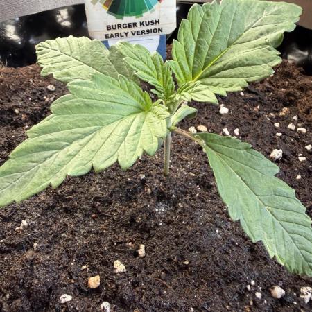 World of Seeds - Burger Kush EV