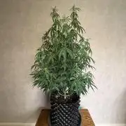 Zamnesia Landrace Pack - Afghani indoor