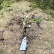WoS - Appalachian Kush EV Outdoor 2026