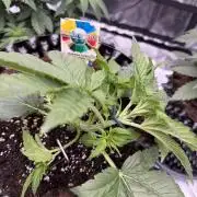 World of Seeds - Burger Kush EV