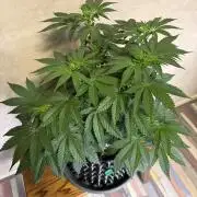 Zamnesia Landrace Pack - Colombian Gold