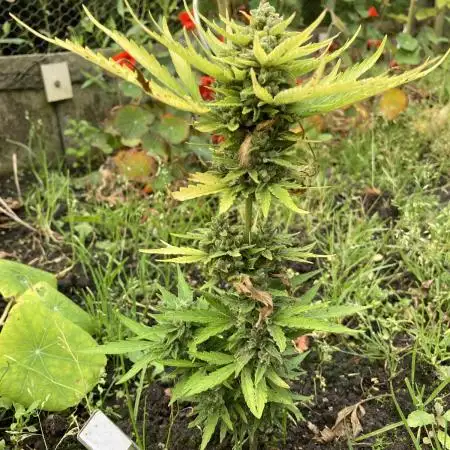 White Widow auto Zamnesia Seeds Outdoor