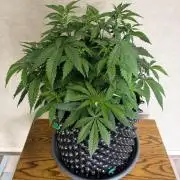 Zamnesia Landrace Pack - Panama Red