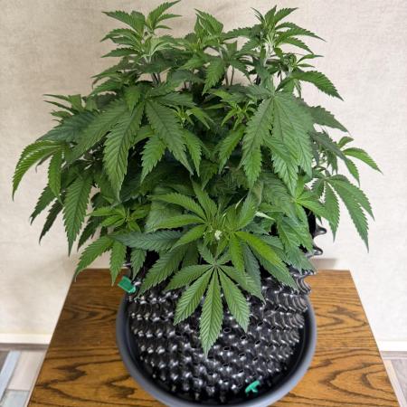 Zamnesia Landrace Pack - Panama Red