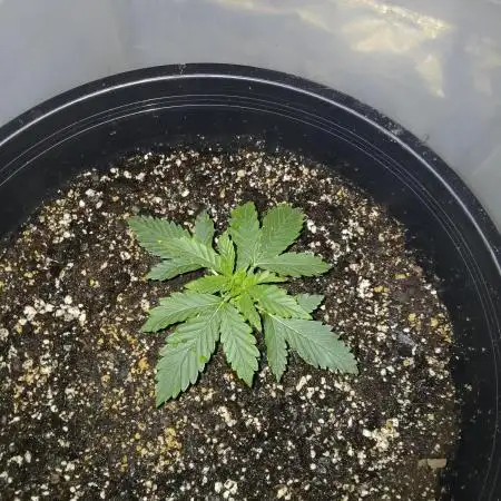 (5) Auto Flowers ‼️❗‼️