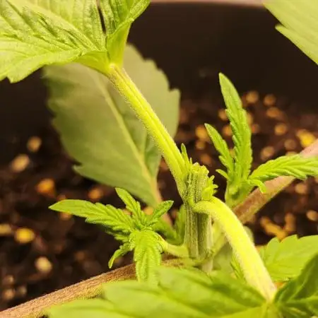 Apple Fritter [Auto #2]