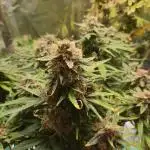 Apple Fritter [Auto #1]