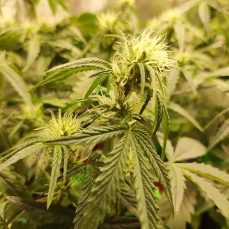 Apple Fritter [Auto #2]