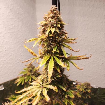 Apple Fritter [Auto #3]