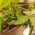 Apple Fritter [Auto #1]
