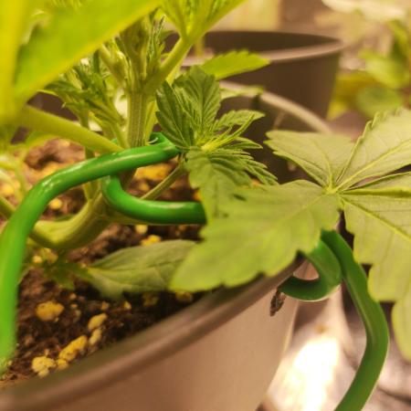 Apple Fritter [Auto #1]