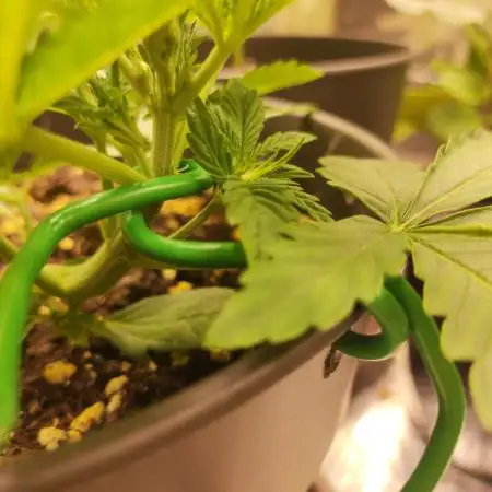 Apple Fritter [Auto #1]