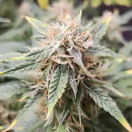Apple Fritter [Auto #1]