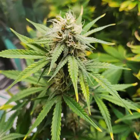 Apple Fritter [Auto #2]