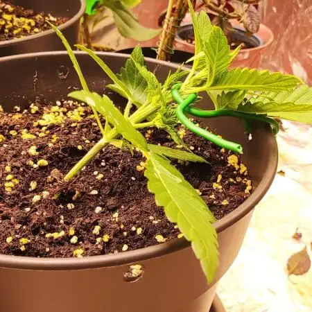 Apple Fritter [Auto #1]