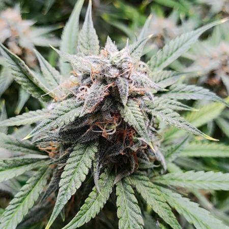 Apple Fritter [Auto #2]