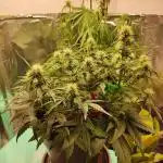 Apple Fritter [Auto #1]