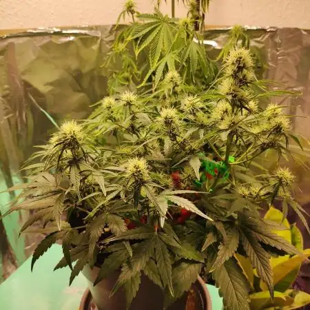 Apple Fritter [Auto #1]