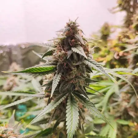 Apple Fritter [Auto #2]