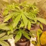 Apple Fritter [Auto #3]