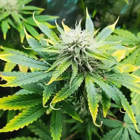 Apple Fritter [Auto #3]