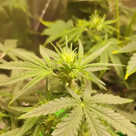 Apple Fritter [Auto #2]