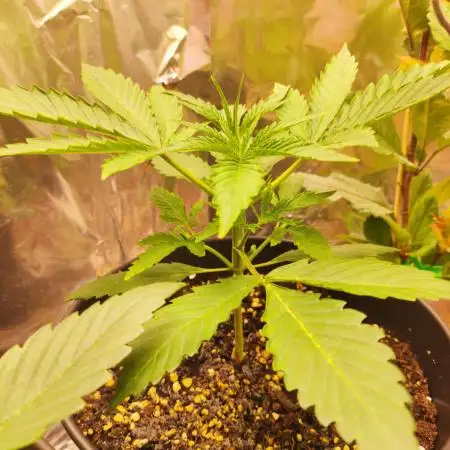 Apple Fritter [Auto #3]