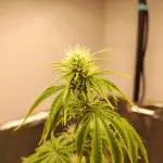 Apple Fritter [Auto #3]