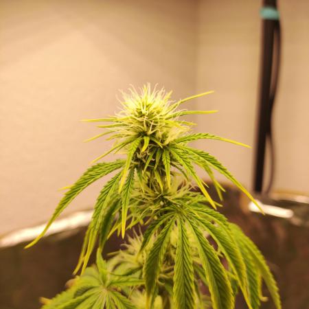 Apple Fritter [Auto #3]