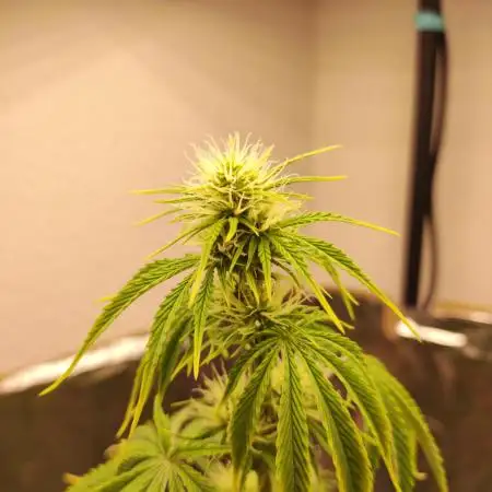 Apple Fritter [Auto #3]
