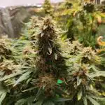 Apple Fritter [Auto #1]