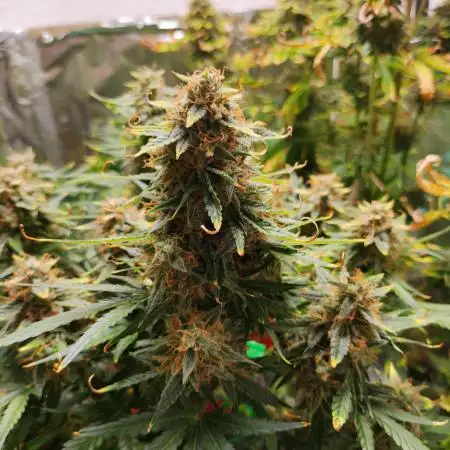 Apple Fritter [Auto #1]