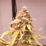 Apple Fritter [Auto #3]