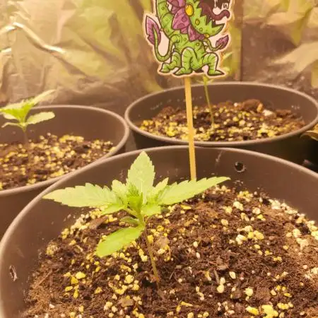 Apple Fritter [Auto #1]