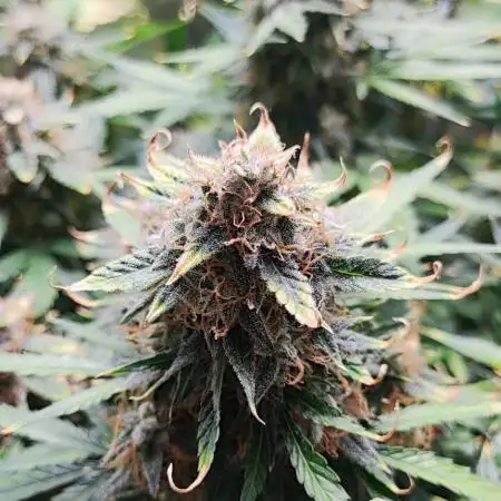Apple Fritter [Auto #1]