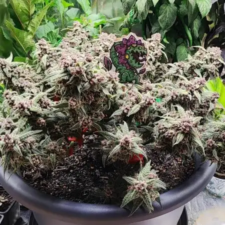 Lemon Cherry Cookies [Automatic]