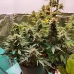 Apple Fritter [Auto #1]