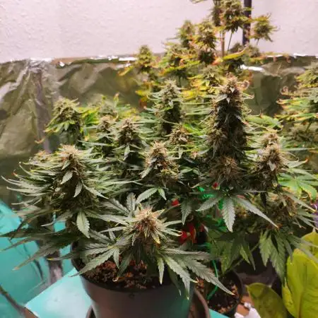 Apple Fritter [Auto #1]
