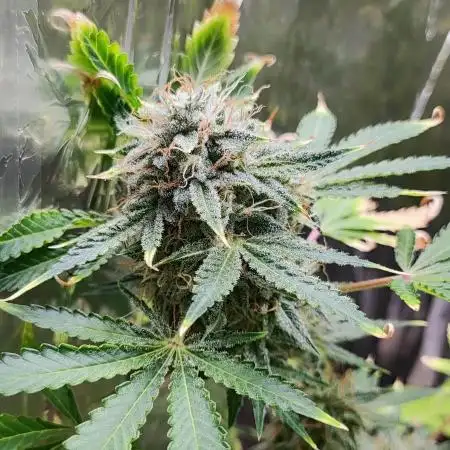 Apple Fritter [Auto #3]
