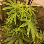 Apple Fritter [Auto #3]