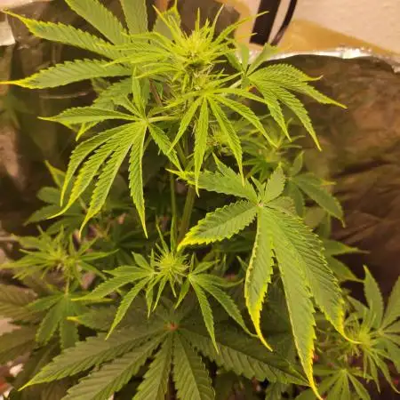 Apple Fritter [Auto #3]