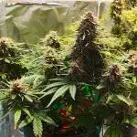 Apple Fritter [Auto #1]