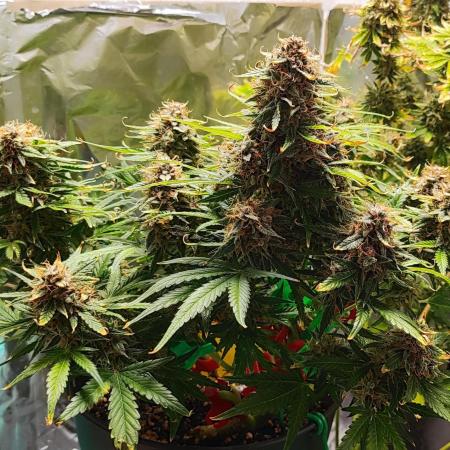 Apple Fritter [Auto #1]